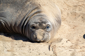 Wall Mural - The Elephant Seals return to Año Nuevo State Beach.