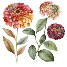 About Watercolor Zinnia Flower Floral Clipart, Isolated On White Background.