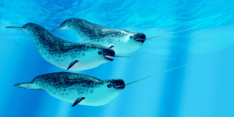 Poster - Narwhal Males - Narwhal whales live in social groups called pods and live in the Arctic ocean and males have a tusk.