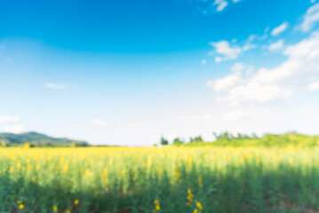 Wall Mural - Blur background green park garden nature bright sunny forest. Blurry outdoor park in spring time glowing shinny day template with sunlight bokeh. Abstract blurred background banner copy space.