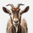 Portrait of goat on white background