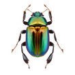 shiny green beetle , isolated on transparent background cutout , generative ai