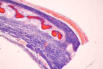 Wall Mural - Adipose tissue human, Soft palate human, Bone human and Striated (skeletal) muscle human under the microscope in Lab.