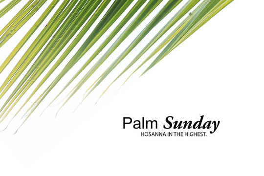 Wall Mural -  - Palm Sunday concept. Hosanna in the highest. With palm leaves isolated on white background. Happy Palm Sunday. Christianity.