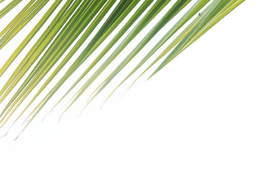 Wall Mural -  - Palm leaves on white background. Tropical green leaf pattern of palm tree on white backgrounds. Natural backgrounds with copy space.