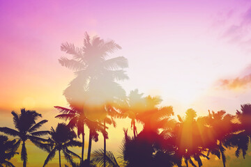 Wall Mural - palm tree and sky sunrise