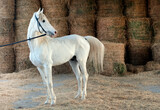 Fototapeta Konie - white horse in the field