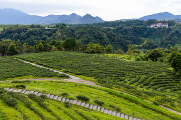 Wall Mural - Green tea tree field on mountain