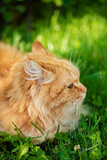 Fototapeta Koty - red cat in the garden
