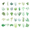 Set green seaweed. Marine plant elements. Isolated vector illustration on white background.