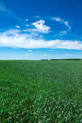 Wall Mural - green field and blue sky
