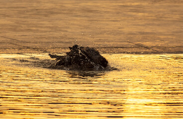 Wall Mural - The bird bathes in the water at sunset.