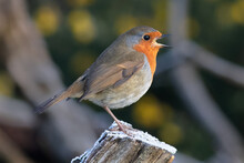 A Profile Portrait Of A Robin. It Id Perched On A Snow Covered Tree Stump Singing. Its Beak Is Wide Open