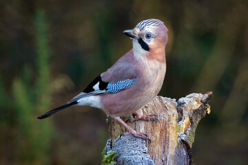 Aufkleber - A close up portrait of a eurasian jay, Garrulus glandarius, oerched on an old tree stump looking backwards