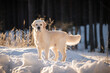 Beautiful golden retriever posing for picture during snow winter