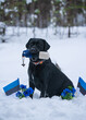 Retriever posing for pictures on Estonian Independence day. 