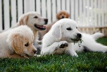 Group Of Puppies