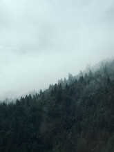 Forest On Mountainside During Foggy Weather, Humboldt, California, USA