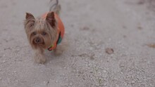 Close up slow motion small yorkshire terrier dog in clothes running alone on the road, dog walking, front view