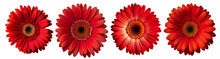 Assorted Red Gerbera Daisy Flower Heads Isolated On Transparent PNG Background. Created With Generative AI.