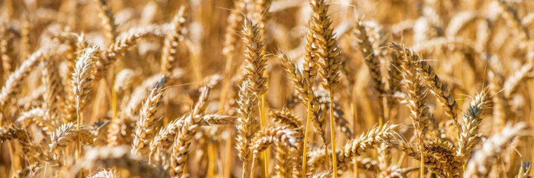 Fototapete - grain in a field before harvest
