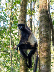 Wall Mural - Milne-Edwards sifaka, Propithecus Edwardsi Sitting on a tree and observing the surroundings. Ranomafana, wild Madagascar