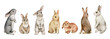 Watercolor vector set of cute bunnies isolated on a white background.