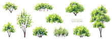 Vector Watercolor Of Green Tree Side View Isolated On White Background For Landscape  And Architecture Drawing, Elements For Environment And Garden, Painting Botanical For Section And Elevation 