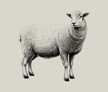 A Cute Sheep Is Drawn With A Pencil On An Isolated Background. Engraved Drawing. Ram, Sheep. Black And White Style. Ideal For Postcard, Book, Poster, Banner. In Full Growth. Doodle.Vector Illustration