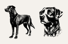 The Dog Is Drawn With A Pencil On An Isolated Background. Engraved Drawing. Labrador Retriever. Black And White Style. Ideal For Postcard, Book, Poster, Banner. Vector Illustration