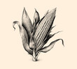 Ear of corn. Drawn in pencil isolated on background. Beautiful corn with leaves. Engraved drawing. Black and white style. Ideal for postcard, book, poster, banner. Doodle. Vector illustration