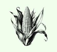 Corn On The Cob. Drawn In Pencil Isolated On Background. Beautiful Corn With Leaves. Engraved Drawing. Black And White Style. Ideal For Postcard, Book, Poster, Banner. Doodle. Vector Illustration