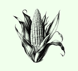 Corn on the cob. Drawn in pencil isolated on background. Beautiful corn with leaves. Engraved drawing. Black and white style. Ideal for postcard, book, poster, banner. Doodle. Vector illustration