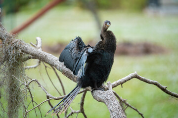 A big anhinga bird resting on tree branch in Florida wetlands