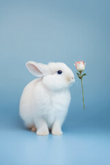 Sticker - Adorable small rabbit with flower, Colorful background. Generative AI