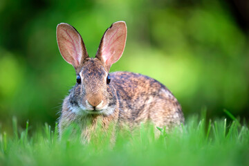 Wall Mural - Grey small hare eating grass on summer field. Wild rabbit in nature