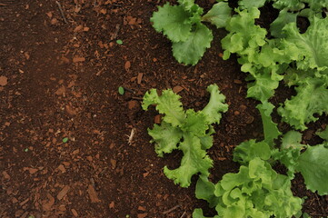 Poster - horta com saladas 