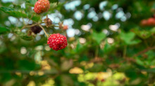 Red And Ripe Blackberry Fruits Hanging From The Plant In The Foreground Against Background Of Defocused Leaves On A Sunny Day