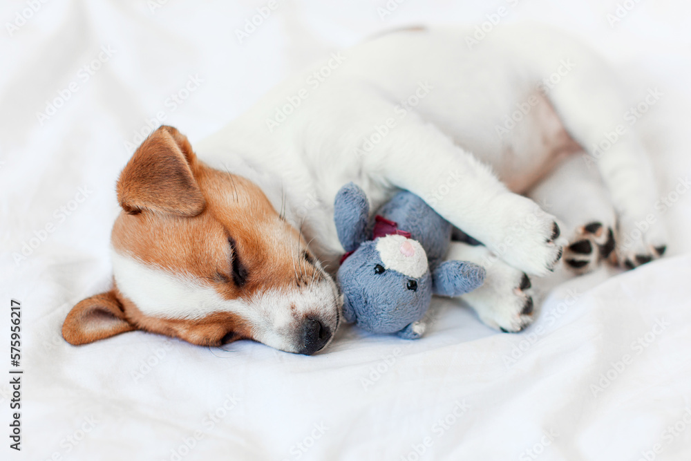 Cute pupppy dog sleeping in bed with fluffy toy Stock Photo | Adobe Stock