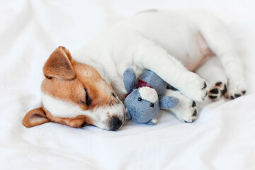 Canvas Print - Cute pupppy dog sleeping in bed with fluffy toy