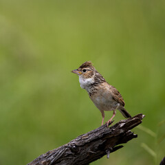 Wall Mural - a monotonous lark with green background