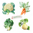 Vegetables Watercolour Set. Cauliflower, Carrot, Bok choy, Celery. Generative ai