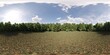 360 degree panorama of the forest, meadow in the middle of the trees, VR, 3D illustration, cg render
