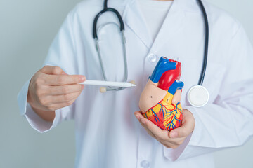 Wall Mural - Doctor holding human Heart model. Cardiovascular Diseases, Atherosclerosis, Hypertensive Heart, Valvular Heart, Aortopulmonary window, world Heart day and health concept