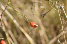 Closeup Of Single Red Rose Hip Seed With Blurred Background