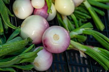 Spring Onions also known as Salad Onions, Scallions on the market