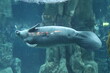 herbivorous marine fish manatee aquarium of Genoa-