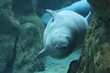 © fiore26 - herbivorous marine fish manatee aquarium of Genoa-