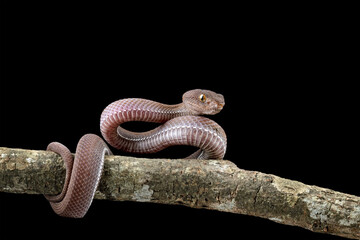 Wall Mural - Baby viper snake on branch with black background, trimeresurus purpureomaculatus viperidae