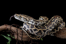 Python Molurus Bivittatus Isolated On Black Background, Burmese Python Snake On Branch, Non-venomous Snake
